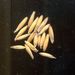 Semena a plody: <i>Avena sativa</i> (oves setý), <i>Poaceae</i>1