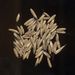 Semena a plody: <i>Lolium multiflorum</i> (jílek mnohokvětý), <i>Poaceae</i>