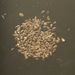 Semena a plody: <i>Daucus carota</i>  subsp.  <i>sativa</i> (mrkev  obecná setá), <i>Apiaceae</i>