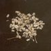 Semena a plody: <i>Daucus carota</i> (mrkev obecná), <i>Apiaceae</i>