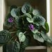 Pokojové rostliny: <i>Santpaulia africana</i> (africká fialka)