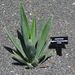 Pokojové rostliny: <i>Agave fourcroydes</i>  (agáve)