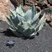Pokojové rostliny: <i>Agave potatorum</i> (agáve)	