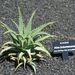 Pokojové rostliny: <i>Aloe arborescens</i> (aloe stromová)<i>Asphodelaceae</i> 	