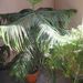 Pokojové rostliny: <i>Araucaria imbricata</i>   (blahočet) <i>Araucariaceae</i> 	