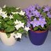 Pokojové rostliny: <i>Campanula isophylla</i>   (zvonek)	