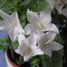Pokojové rostliny: <i>Campanula isophylla</i>   (zvonek) <i>Campanulaceae</i>1	