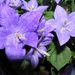Pokojové rostliny: <i>Campanula isophylla</i>  (zvonek) <i>Campanulaceae</i>2