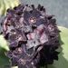 Pokojové rostliny: <i>Caralluma somalica</i> 	