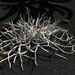 Pokojové rostliny: <i>Ceropegia fusca</i>   (svícník hnědý) <i>Asclepiadaceae</i>	