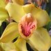 Pokojové rostliny: <i>Cymbidium</i> (člunatec) <i>Orchidaceae</i> 