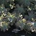 Pokojové rostliny: <i>Echeveria desmetiana</i> 