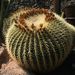 Pokojové rostliny: <i>Echinocactus</i> , <i>Cactaceae</i>