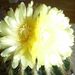 Pokojové rostliny: <i>Eriocactus warasii</i> , <i>Cactaceae</i>1