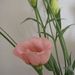 Pokojové rostliny: <i>Eustoma</i> sp.</i> (jícnovka)