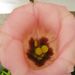 Pokojové rostliny: <i>Eustoma</i> sp.  (jícnovka)1