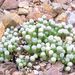 Pokojové rostliny: <i>Fenestra aurantiaca</i> , <i>Aizoaceae</i>1