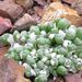 Pokojové rostliny: <i>Fenestra aurantiaca</i> , <i>Aizoaceae</i>2