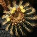 Pokojové rostliny: <i>Ferocactus glaucescens</i> , <i>Cactaceae</i>