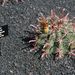 Pokojové rostliny: <i>Ferocactus townsendians</i> sta.<i>mariensis</i>, <i>Cactaceae</i>