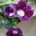 Pokojové rostliny: <i>Gloxinia speciosa</i>  (Gloxinie nádherná)