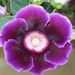Pokojové rostliny: <i>Gloxinia speciosa</i>  (Gloxinie nádherná)1