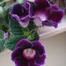 Pokojové rostliny: <i>Gloxinia speciosa</i>  (Gloxinie nádherná)2