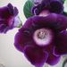Pokojové rostliny: <i>Gloxinia speciosa</i>  (Gloxinie nádherná)3