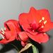 Pokojové rostliny: <i>Hippeastrum </i>  (hvězdník)
