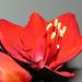Pokojové rostliny: <i>Hippeastrum</i>  (hvězdník)1
