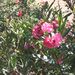 Pokojové rostliny: <i>Nerium oleander</i>  (oleandr)