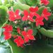 Pokojové rostliny: <i>Kalanchoe</i>  (kolopejka)