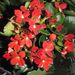 Pokojové rostliny: <i>Kalanchoe</i>  (kolopejka)1