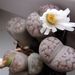 Pokojové rostliny: <i>Lithops</i>  (litops), <i>Aizoaceae</i>