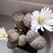 Pokojové rostliny: <i>Lithops</i>  (litops), <i>Aizoaceae</i>1