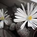 Pokojové rostliny: <i>Lithops</i> (litops), <i>Aizoaceae</i>2