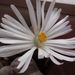Pokojové rostliny: <i>Lithops</i>  (litops), <i>Aizoaceae</i>3