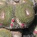 Pokojové rostliny: <i>Mamillaria</i> (mamilárie), <i>Cactaceae</i>