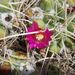Pokojové rostliny: <i>Mamillaria crucigera</i>  (mamilárie), <i>Cactaceae</i>1