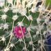 Pokojové rostliny: <i>Mammilaria crucigera</i>  (mamilárie), <i>Cactaceae</i>