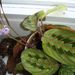 Pokojové rostliny: <i>Marantha leuconeura</i>  (agáve), <i>Maranthaceae</i>