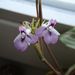 Pokojové rostliny: <i>Marantha leuconeura</i>  (marantha běložilná), <i>Maranthaceae</i>1