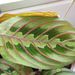 Pokojové rostliny: <i>Marantha leuconeura</i> (marantha běložilná), <i>Maranthaceae</i>2