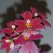 Pokojové rostliny: <i>Miltonia</i> sp. , <i>Orchiaceae</i>