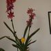 Pokojové rostliny: <i>Miltonia</i> sp. , <i>Orchiaceae</i>1
