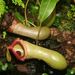 Pokojové rostliny: <i>Nepenthes</i>  (láčkovka), <i>Nepenthaceae</i>