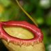 Pokojové rostliny: <i>Nepenthes</i>  (láčkovka), <i>Nepenthaceae</i>1