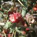 Pokojové rostliny: <i>Opuntia leptocaullis</i>  (opuncie), <i>Cactaceae</i>1