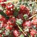 Pokojové rostliny: <i>Opuntia leptocaullis</i>  (opuncie), <i>Cactaceae</i>2