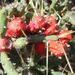 Pokojové rostliny: <i>Opuntia leptocaullis</i> (opuncie) <i>Cactaceae</i>3